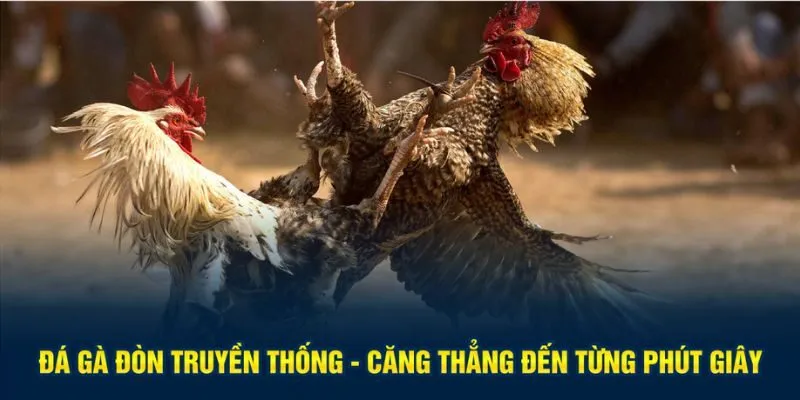 Đá gà đòn truyền thống