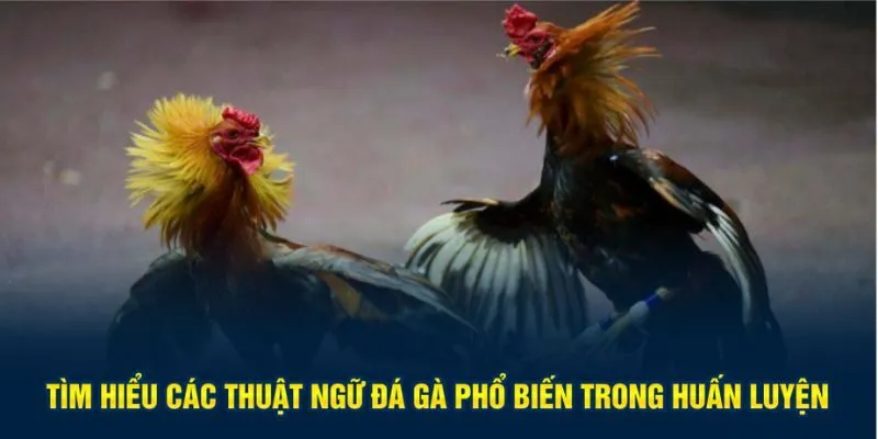 Thuật ngữ đá gà phổ biến trong huấn luyện
