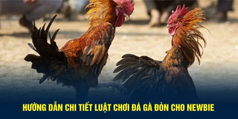 Hướng dẫn chi tiết luật chơi đá gà đòn cho newbie