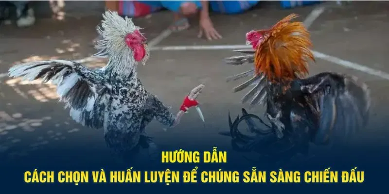 Hướng dẫn cách chọn và huấn luyện để chúng sẵn sàng chiến đấu