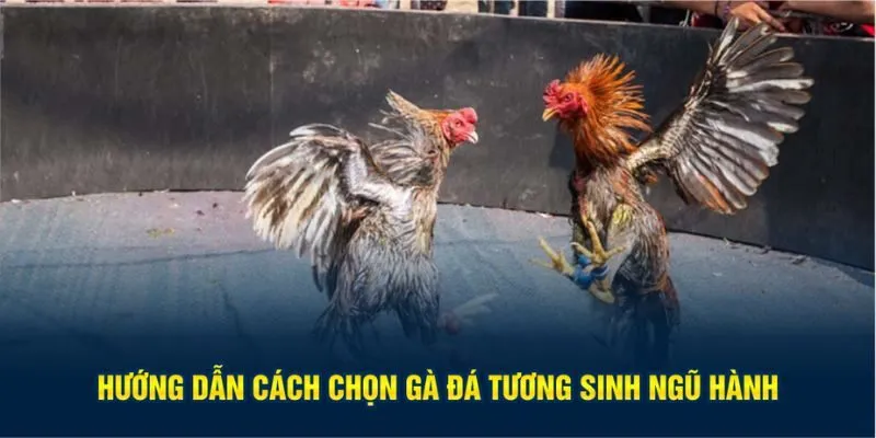Hướng dẫn cách chọn gà đá tương sinh ngũ hành
