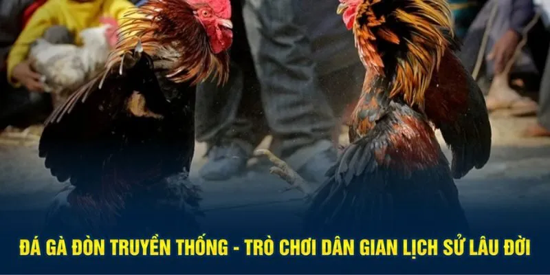 Đá gà đòn truyền thống - Trò chơi dân gian lịch sử lâu đời