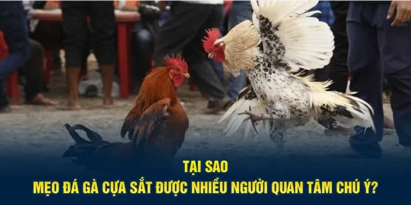 Anh em cần bỏ túi một số mẹo đá gà cựa sắt hay