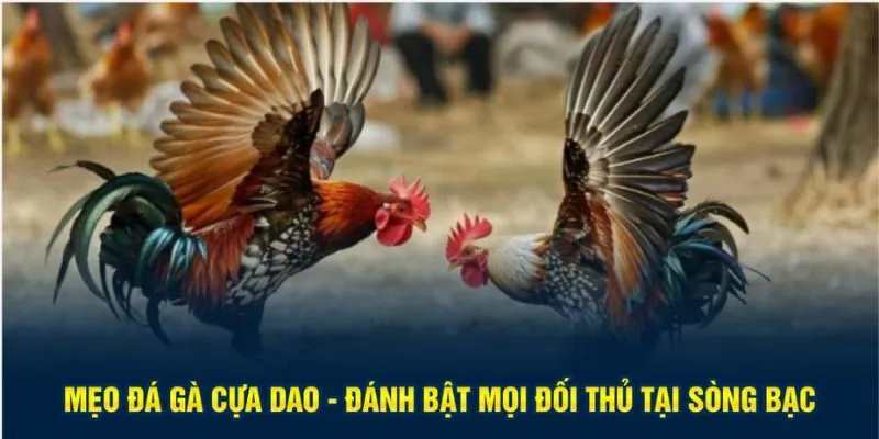 Mẹo đá gà cựa dao