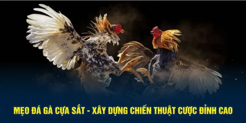 Mẹo đá gà cựa sắt