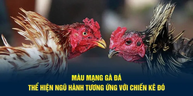 Màu mạng gà đá thể hiện ngũ hành tương ứng với chiến kê đó