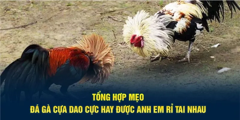 Tổng hợp mẹo đá gà cựa dao cực hay