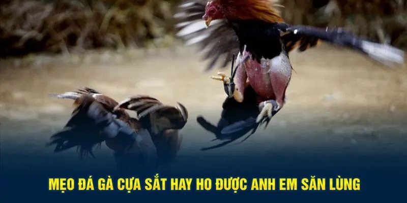 Mẹo đá gà cựa sắt hay ho được anh em săn lùng