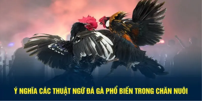 Ý nghĩa các thuật ngữ đá gà phổ biến trong chăn nuôi